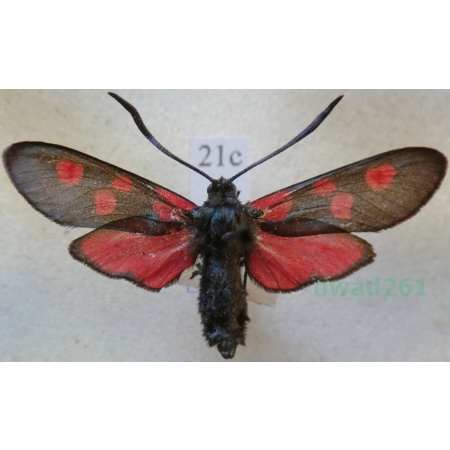 Zygaena lonicerae (Scheven, 1777) Deutschland21c